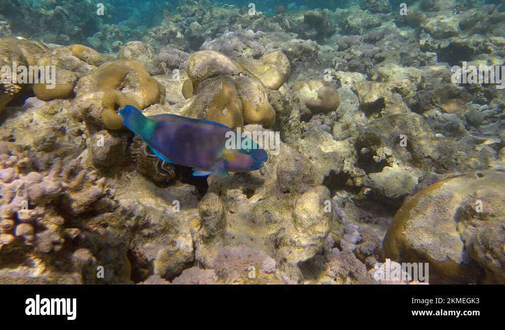 Rusty parrot fish eat coral Stock Videos & Footage - HD and 4K Video