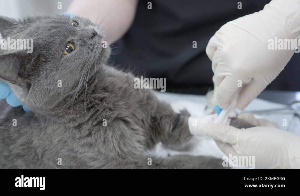 Inserting a catheter in a gray cat Stock Video Footage Alamy