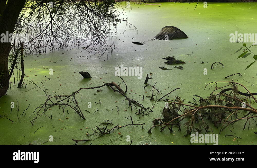 Public Lake That As Pollution,Green Blue and green algae, Dumping And