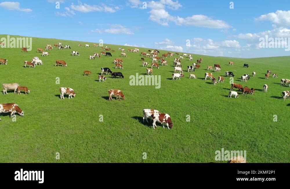 Under the blue sky and white clouds, aerial photography of cattle ...