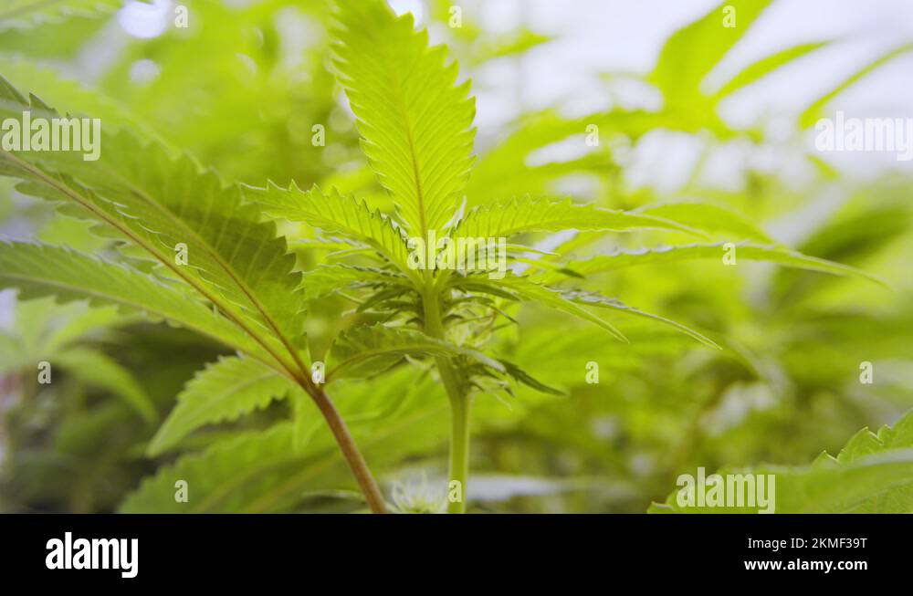 Close up on medical Cannabis plants growing inside a greenhouse Stock Video Footage Alamy