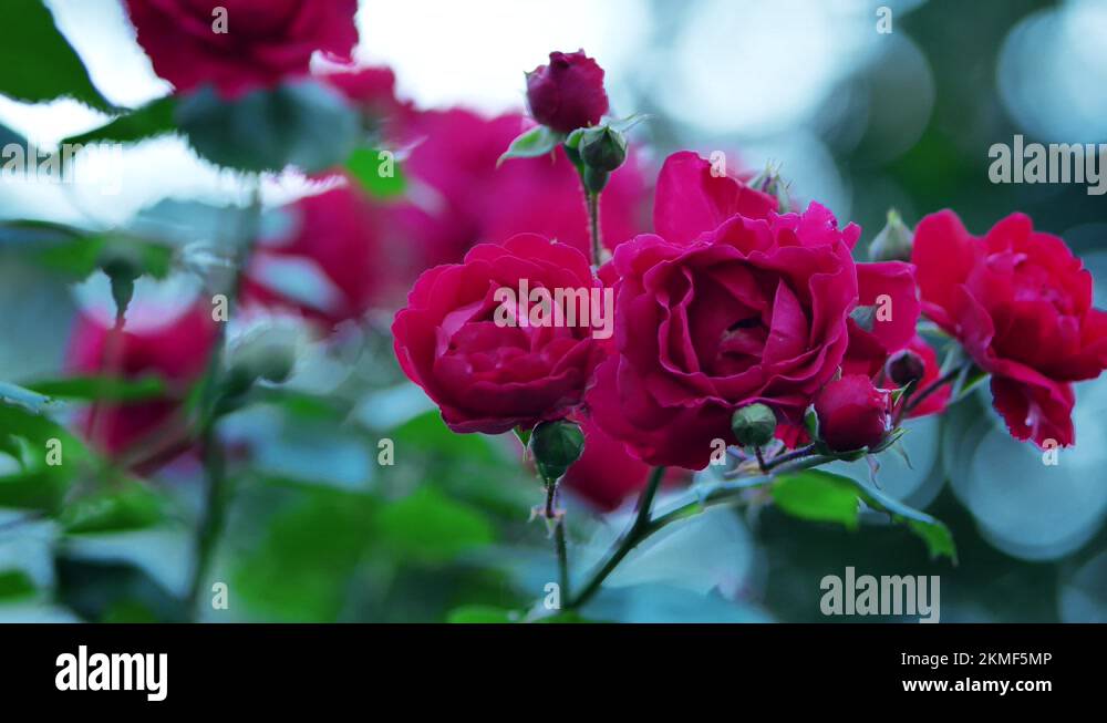 Flowers inflorescence Stock Videos & Footage - HD and 4K Video Clips ...