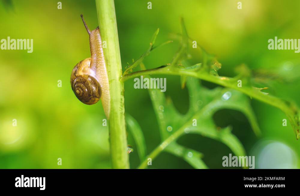 Crawling plant Stock Videos & Footage HD and 4K Video Clips Alamy