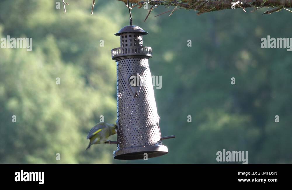 Wax Eye Bird Lands On Bird Feeder And Eats Seeds Stock Video Footage