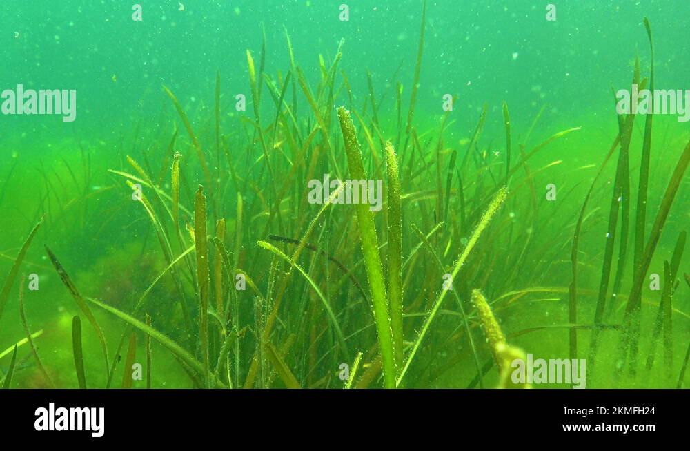 Zostera seagrass and green algae (Cladophora sp.) on the seabed, Black