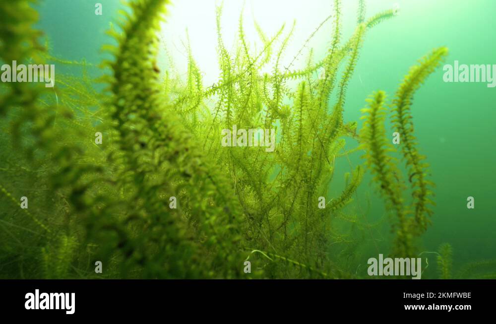 Waterweed elodea canadensis Stock Videos & Footage - HD and 4K Video ...