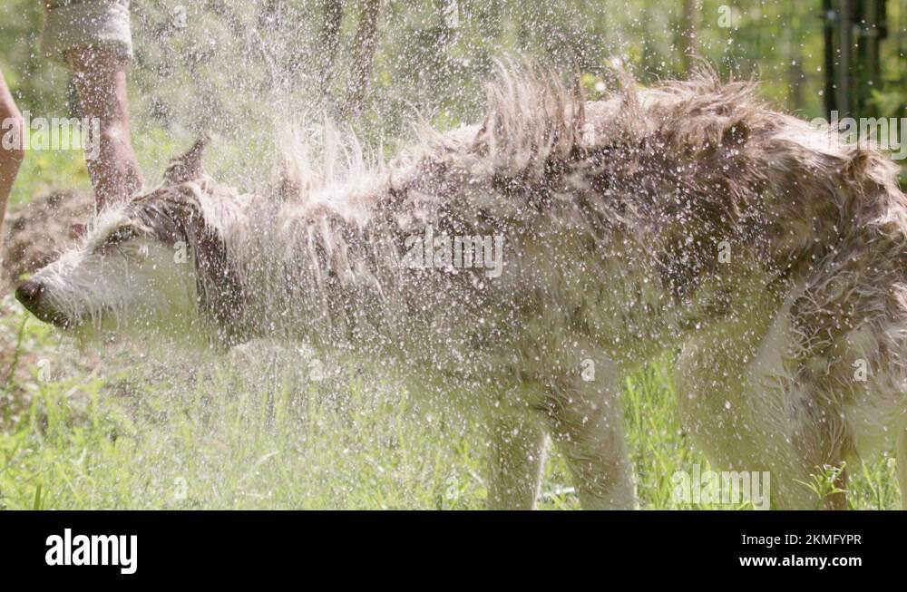 DOG BATHING Husky and collie mix shakes water off, slow motion side