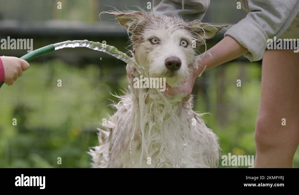 DOG BATHING Husky and collie mix being bathed by mother and child