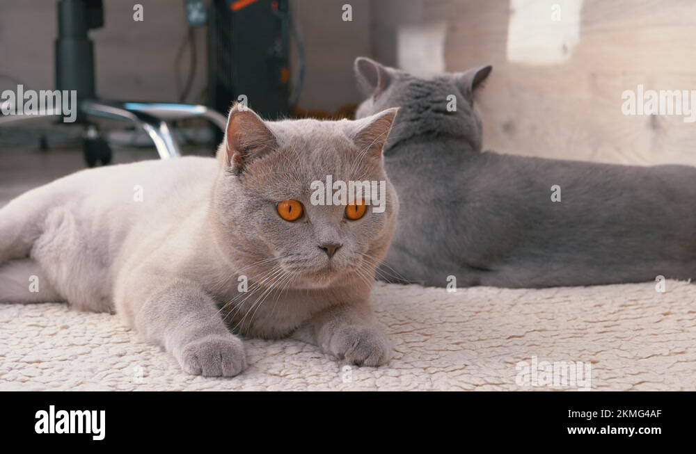 Two British Gray Cats with Large Brown Eyes are Resting on a Woolen