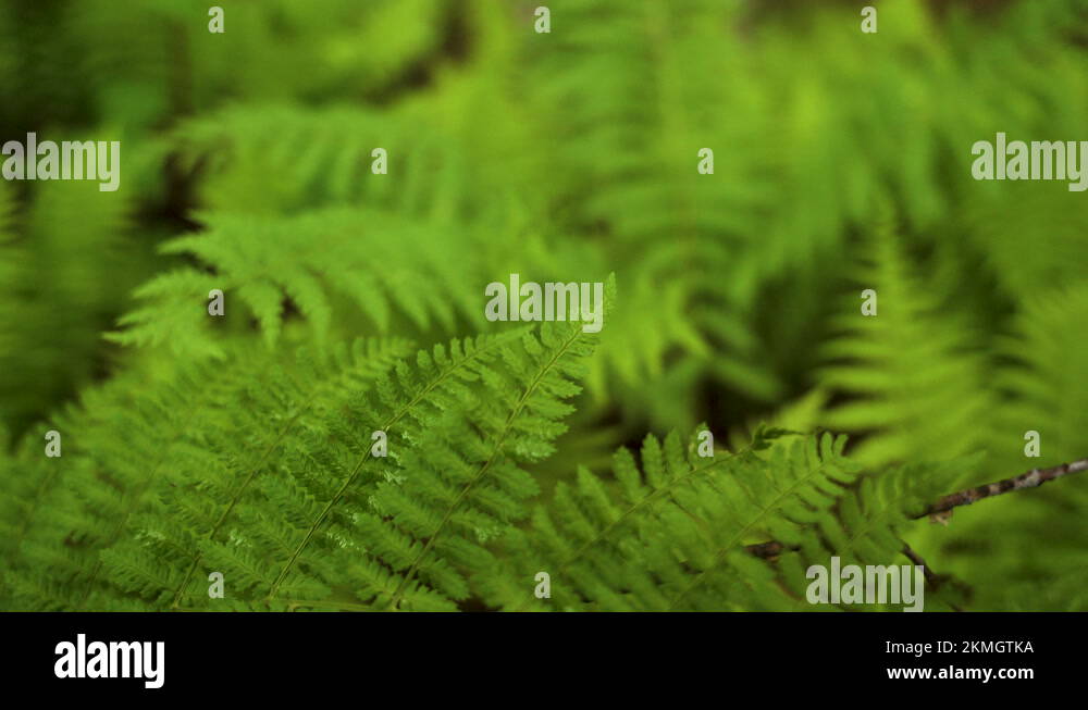 Racking the floor Stock Videos & Footage - HD and 4K Video Clips - Alamy