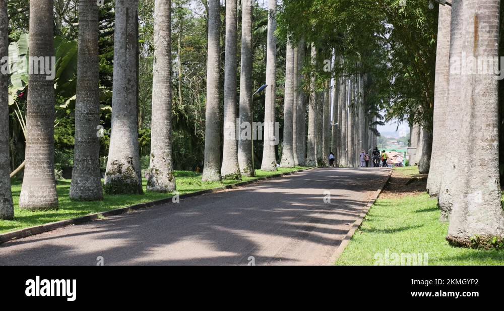Botanical garden Aburi Accra Ghana palm trees 4K Stock Video Footage Alamy