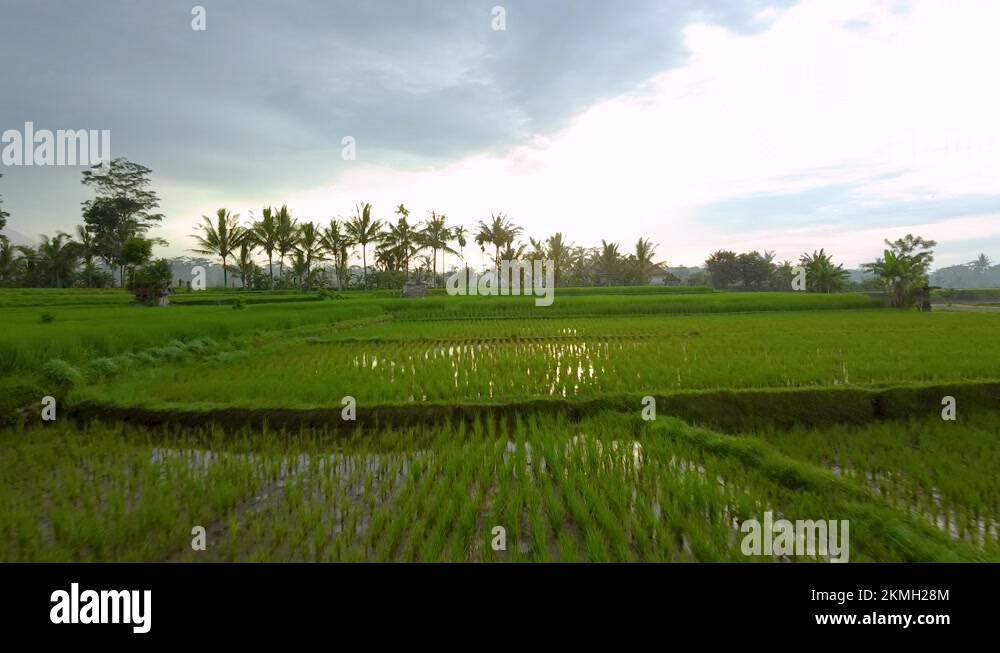 Watery rice Stock Videos & Footage HD and 4K Video Clips Alamy