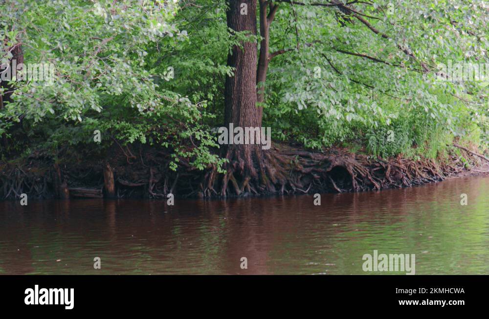Tree root system in water Stock Videos & Footage - HD and 4K Video ...