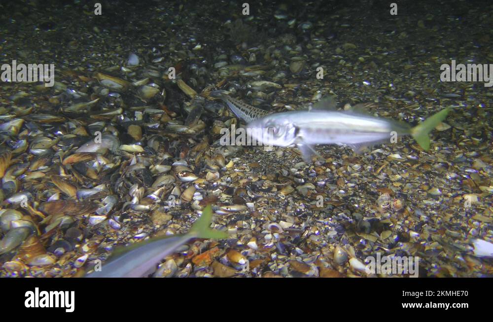 The poisonous fish Greater weever watches a flock of horse mackerel Stock Video Footage Alamy