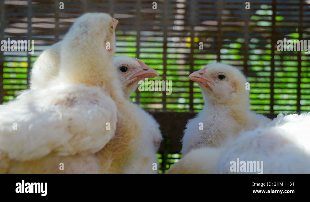 broiler chickens gain muscle mass with the help of growth hormones