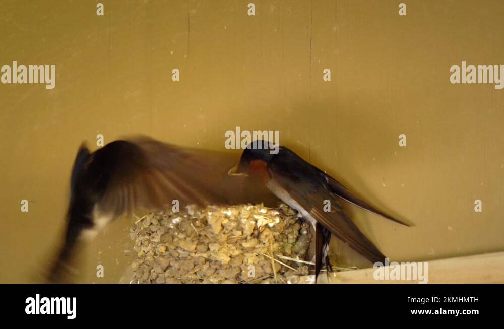 Babyhumanage Stock Videos & Footage HD and 4K Video Clips Alamy