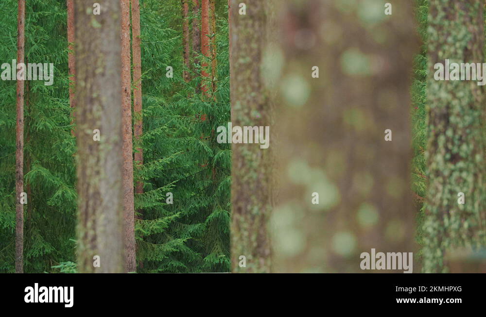 Blurry green forest background Stock Videos & Footage HD and 4K Video Clips Alamy