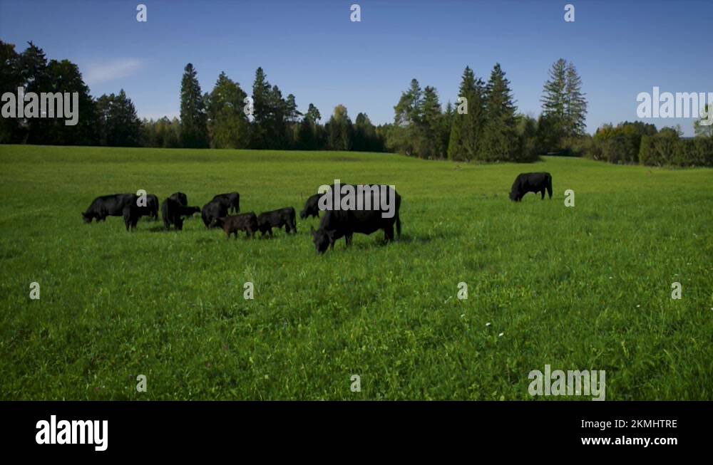 Free open range ranching grazing cattle livestock cows and bulls in