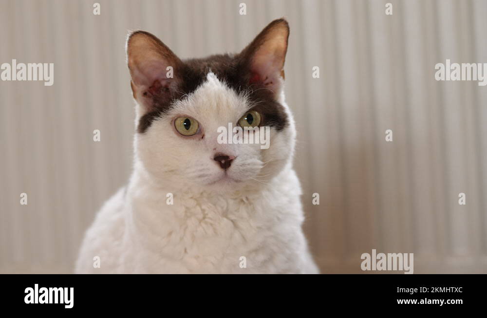 White cat with black spot on head Stock Videos & Footage HD and 4K