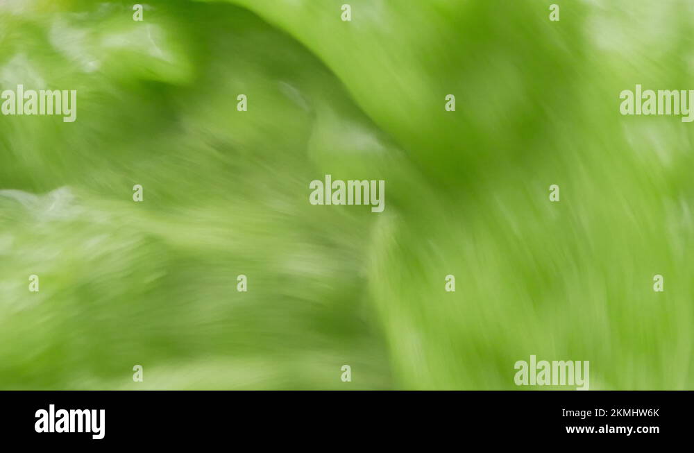 Green leaf salad Kale smoothie blended in blender with splashes, top