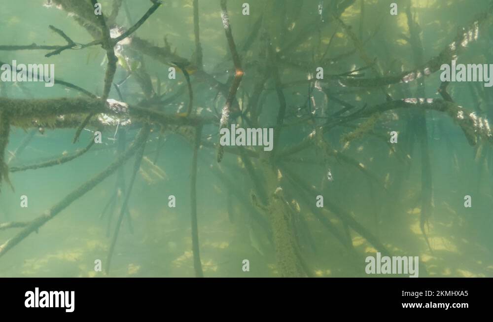 Mangrove underwater Stock Videos & Footage - HD and 4K Video Clips - Alamy