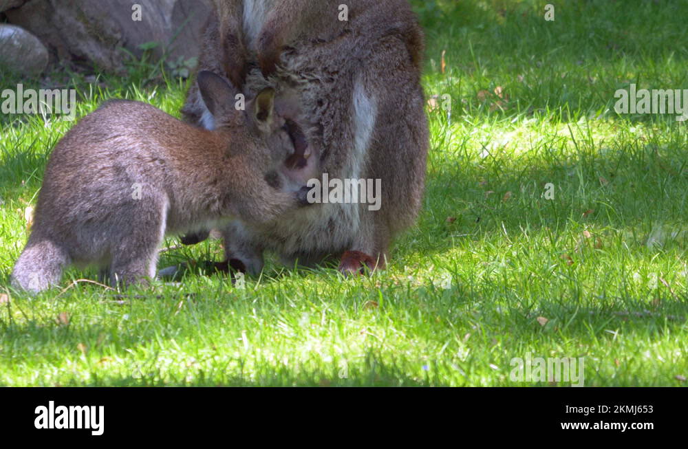 Baby bag milk Stock Videos & Footage HD and 4K Video Clips Alamy