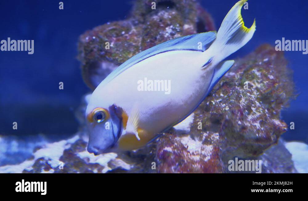 Acanthurus mata Stock Videos & Footage HD and 4K Video Clips Alamy