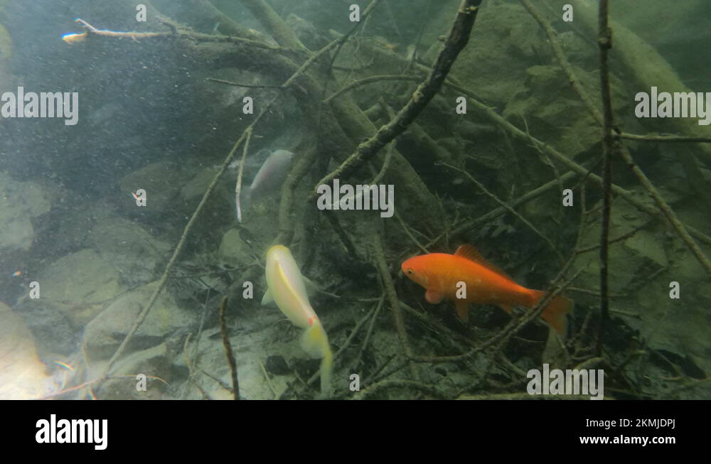 Invasive fish species Stock Videos & Footage - HD and 4K Video Clips ...