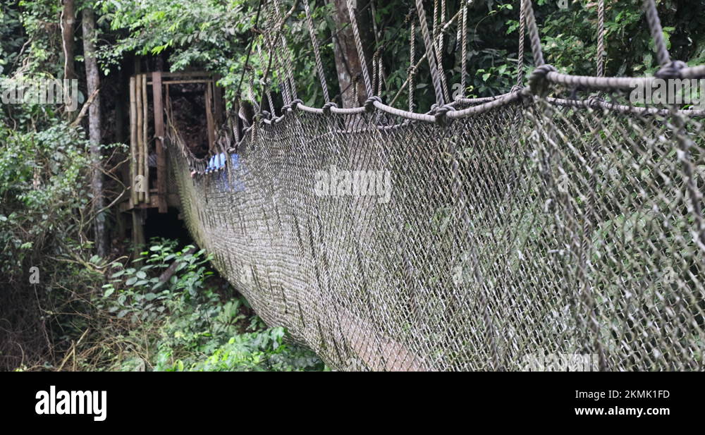 Woman cross Rope suspension bridge rainforest Cape Coast Ghana Africa ...