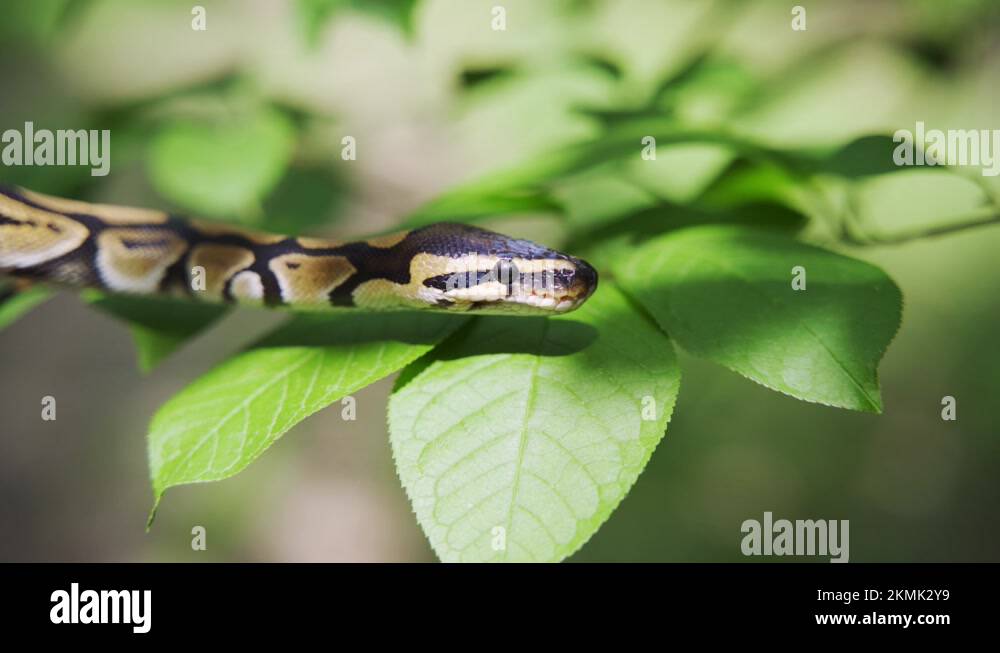Calm snake Stock Videos & Footage HD and 4K Video Clips Alamy
