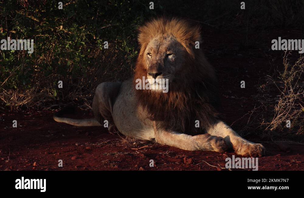 Safari highlight Stock Videos & Footage HD and 4K Video Clips Alamy