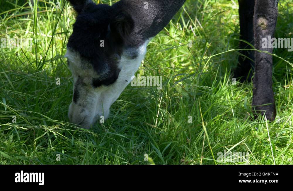 Image showcasing Alpaca grass Stock Videos & Footage - HD and 4K Video Clips - Alamy