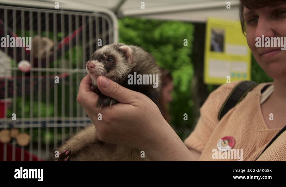 Ferret muzzle Stock Videos & Footage HD and 4K Video Clips Alamy