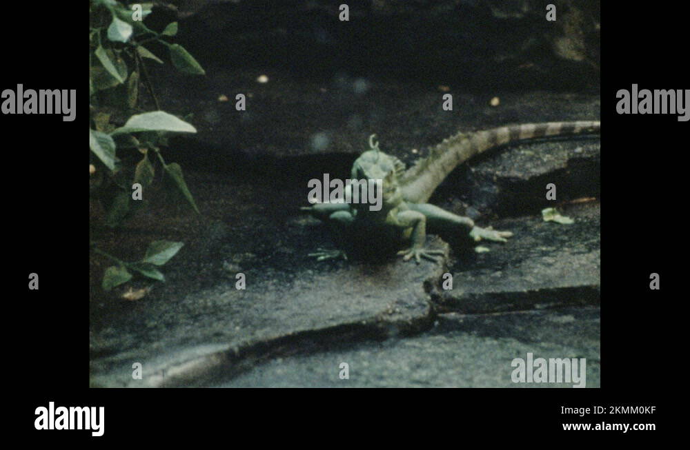 1970s lizard eating live crickets put into enclosure, zoo workers