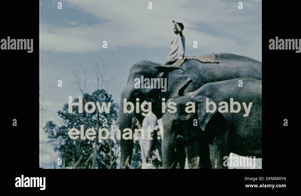 1970s Person sits on adult elephant standing next to baby elephant