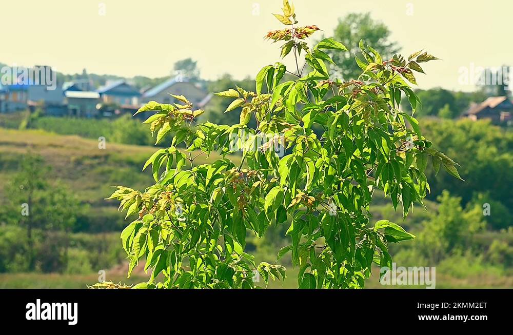 Young linden tree against background of village Stock Video Footage - Alamy