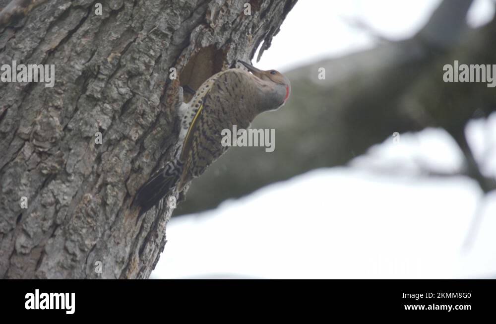 Snow bird nest Stock Videos & Footage HD and 4K Video Clips Alamy