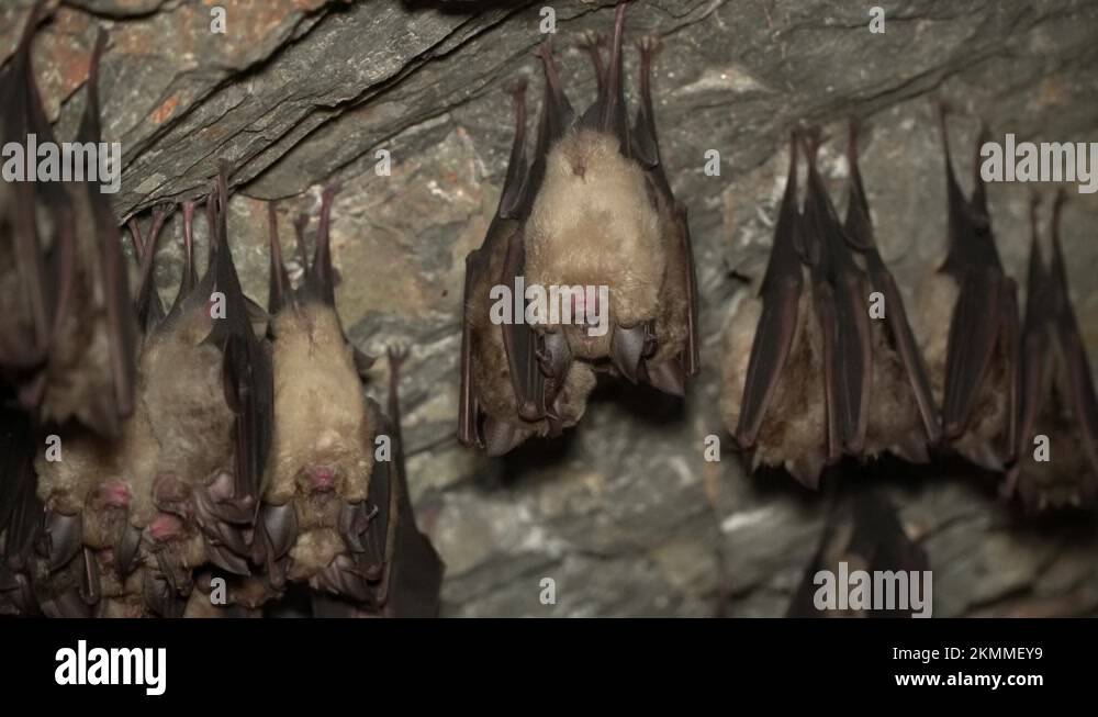 Bats sleeping in a cave upside down Stock Video Footage Alamy