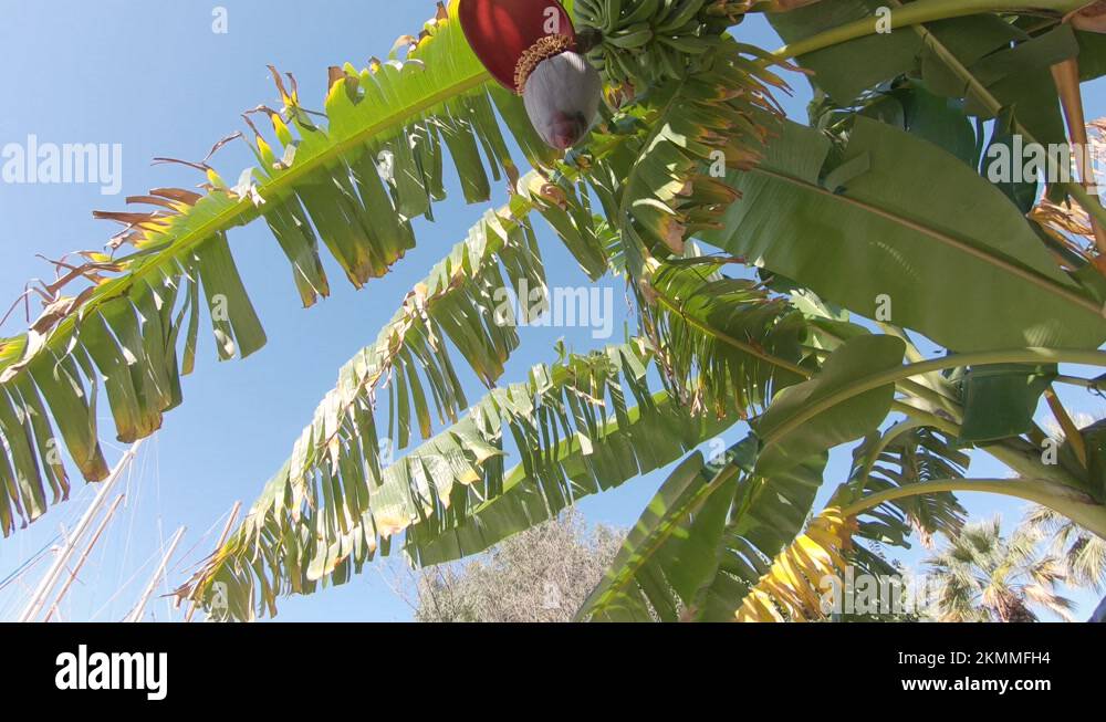 Broken banana tree Stock Videos & Footage HD and 4K Video Clips Alamy