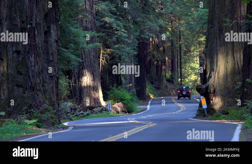 Cars driving the Avenue of the Giants road in the Humboldt State Park