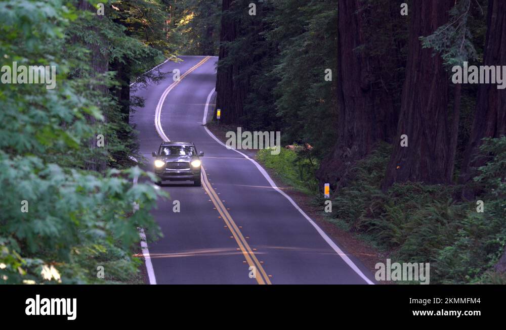Cars driving the Avenue of the Giants road in the Humboldt State Park