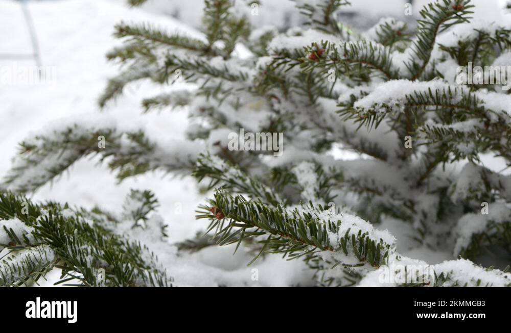 Spruce, pine or fir in snow flakes, snowflakes falling on conifer