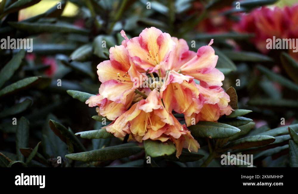 Pink and yellow blooms Stock Videos & Footage HD and 4K Video Clips