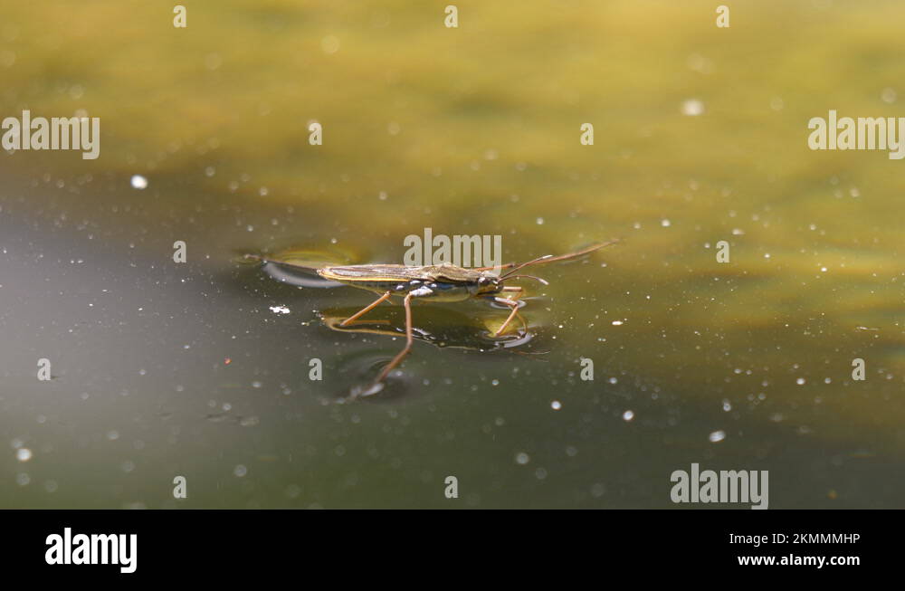 Gliding spiders Stock Videos & Footage - HD and 4K Video Clips - Alamy