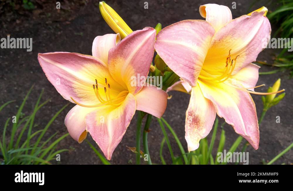 A large lily flower grows in the garden. Lily leaves are also a