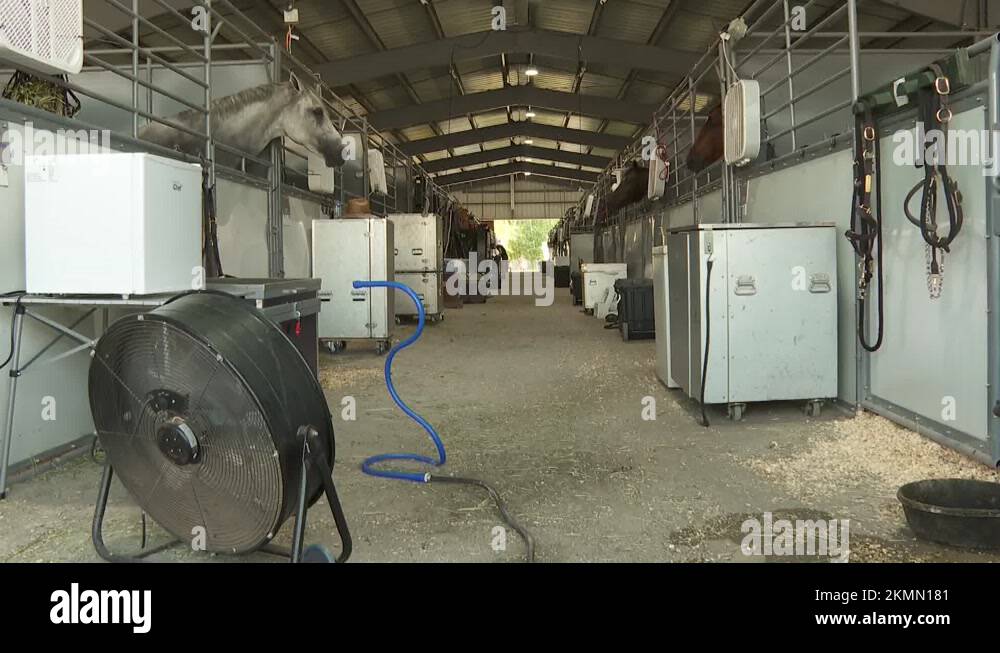 Horses heatwave Stock Videos & Footage HD and 4K Video Clips Alamy