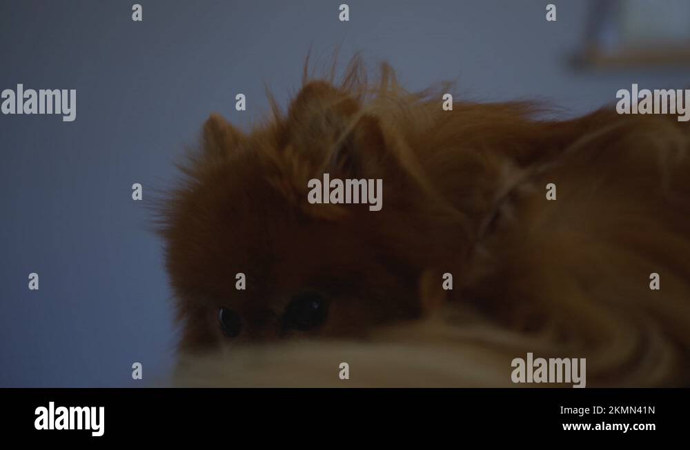 Dog hiding face Stock Videos & Footage HD and 4K Video Clips Alamy