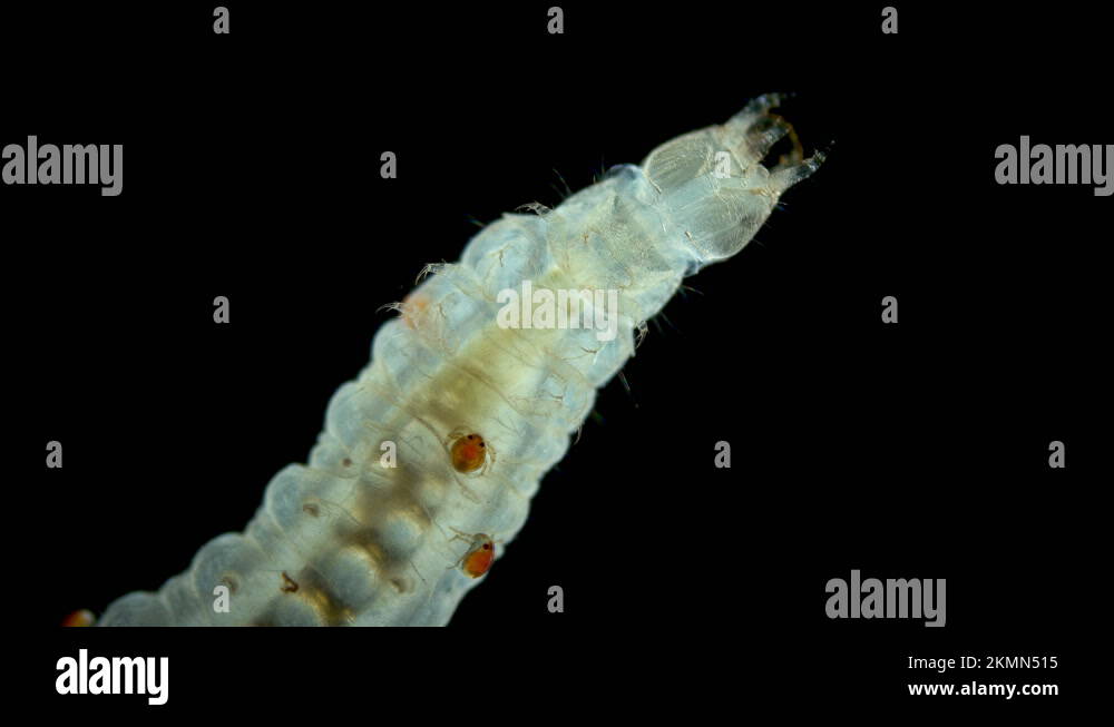 Larva mite Hydrachnidia and Hydrophilidae larva under a microscope Stock Video Footage Alamy