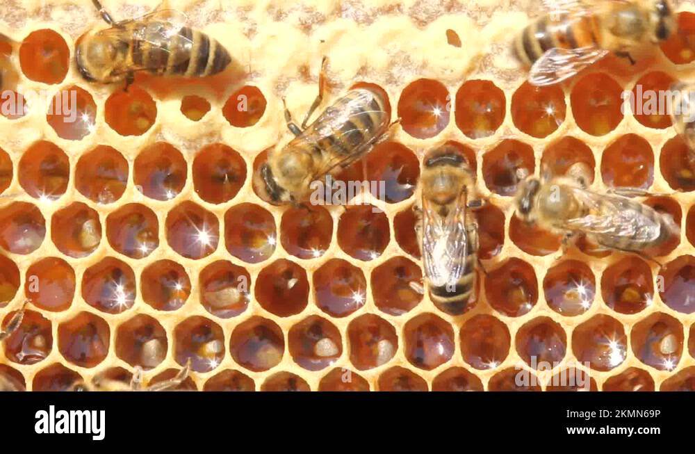 Bees convert nectar into honey and cover it in Stock Video