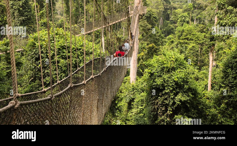 Rope bridge jungle Stock Videos & Footage HD and 4K Video Clips Alamy